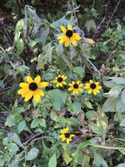 Rudbeckia