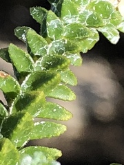 Euchaetis laevigata
