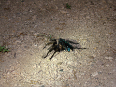 Aphonopelma chalcodes