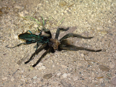 Aphonopelma chalcodes