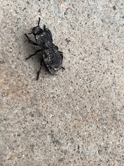 Phloeodes diabolicus