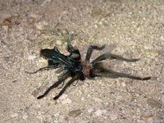 Aphonopelma chalcodes