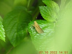 Pelopidas mathias