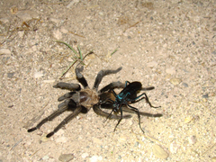 Aphonopelma chalcodes