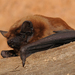 Common Noctule - Photo (c) Jan Svetlik, some rights reserved (CC BY-NC-SA)