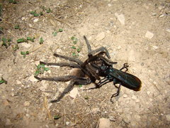 Aphonopelma chalcodes