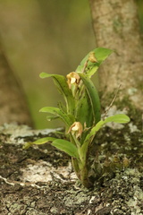 Polystachya sandersonii