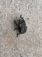 Phloeodes diabolicus