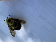 Bombus griseocollis