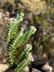 Euchaetis laevigata