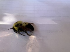 Bombus griseocollis