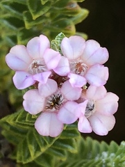 Euchaetis laevigata
