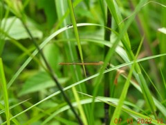 Ceriagrion