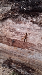 Megarhyssa praecellens