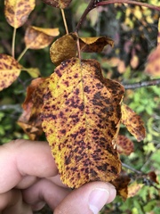 Diplocarpon rosae