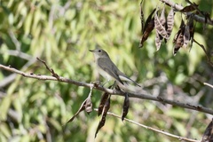 Ficedula parva