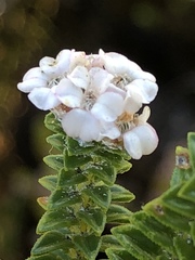 Euchaetis laevigata