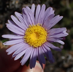 Felicia echinata