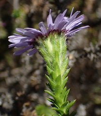 Felicia echinata