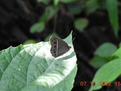 Mycalesis mineus