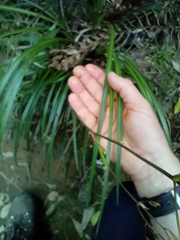 Libertia