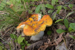 Russula lutea