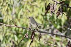 Ficedula parva