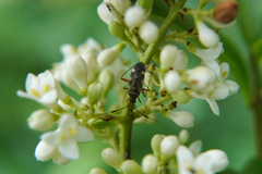 Closterotomus biclavatus