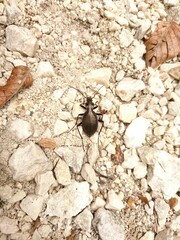 Carabus creutzeri