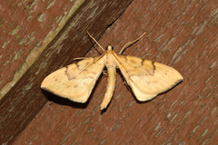 Gandaritis pyraliata