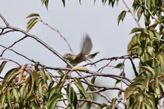 Ficedula parva