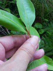 Viburnum cassinoides image