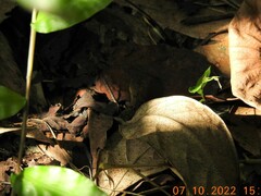 Amphiesma stolatum