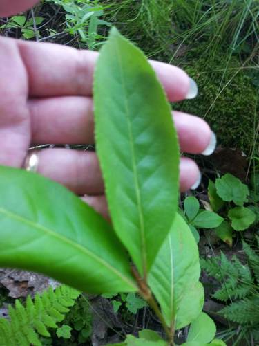 Viburnum cassinoides image
