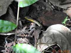 Amphiesma stolatum