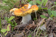 Russula lutea