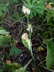 Primula veris macrocalyx