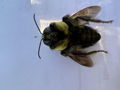 Bombus griseocollis