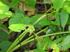Ceriagrion cerinorubellum
