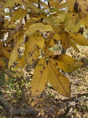 Carya ovata