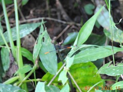 Ceriagrion cerinorubellum