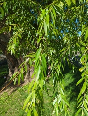 Salix nigra