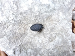Carabus caelatus
