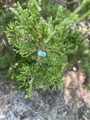 Juniperus ashei