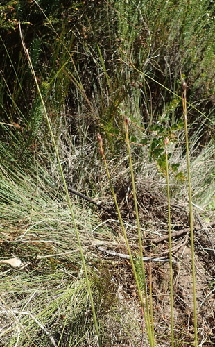 Image of Ficinia secunda by (c) Nicola van Berkel, some rights reserved (CC BY-SA)
