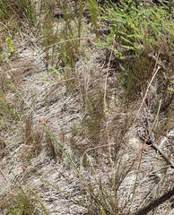 Hellmuthia membranacea