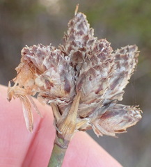 Hellmuthia membranacea