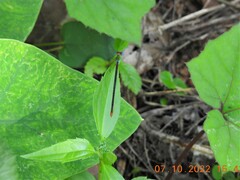 Ceriagrion cerinorubellum