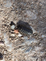 Armadillidium versicolor