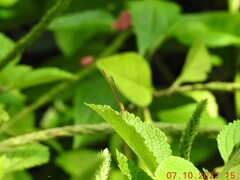 Ceriagrion olivaceum